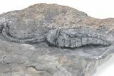 D Devonian Crinoid (Cupressocrinites) - Morocco #213237-3